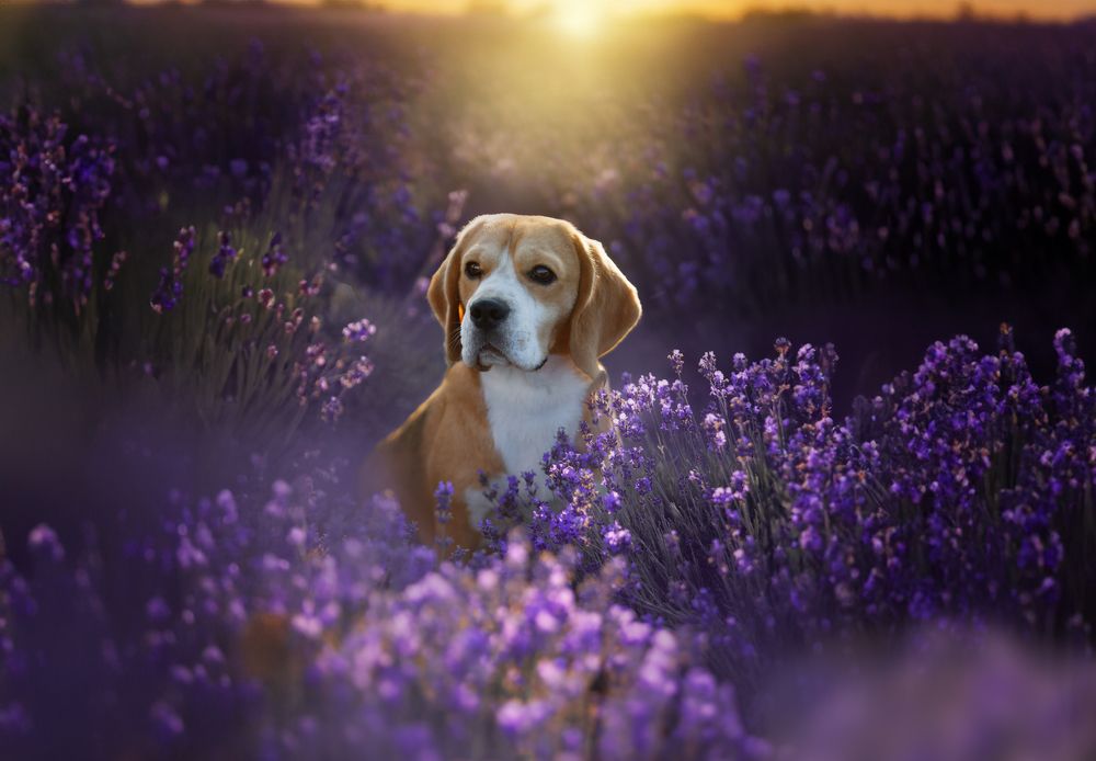 Фотография автора Katerina Mumzhinskaya