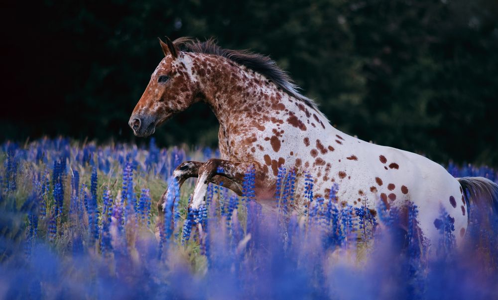 Photograph by Кристина Ксендзова