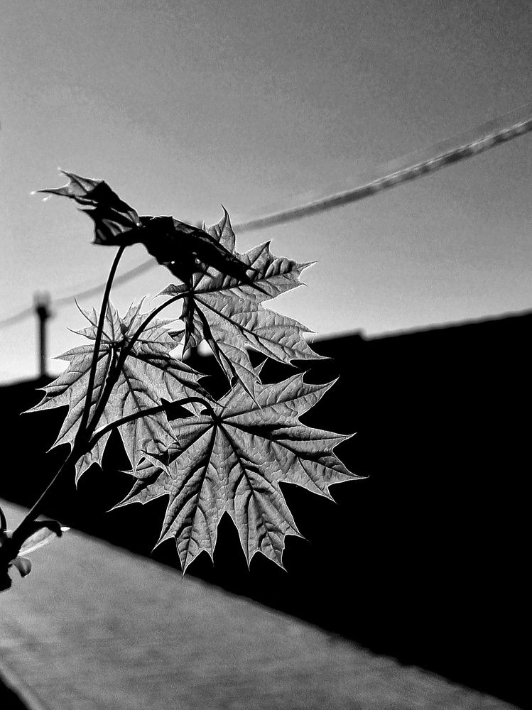 Photograph by Елена
