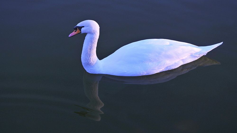 На  том     пруду  .