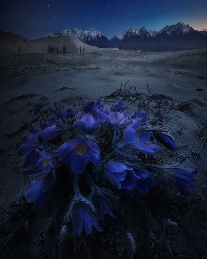 Чара ночная