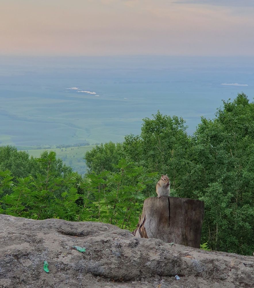 Свобода по бурундучьи