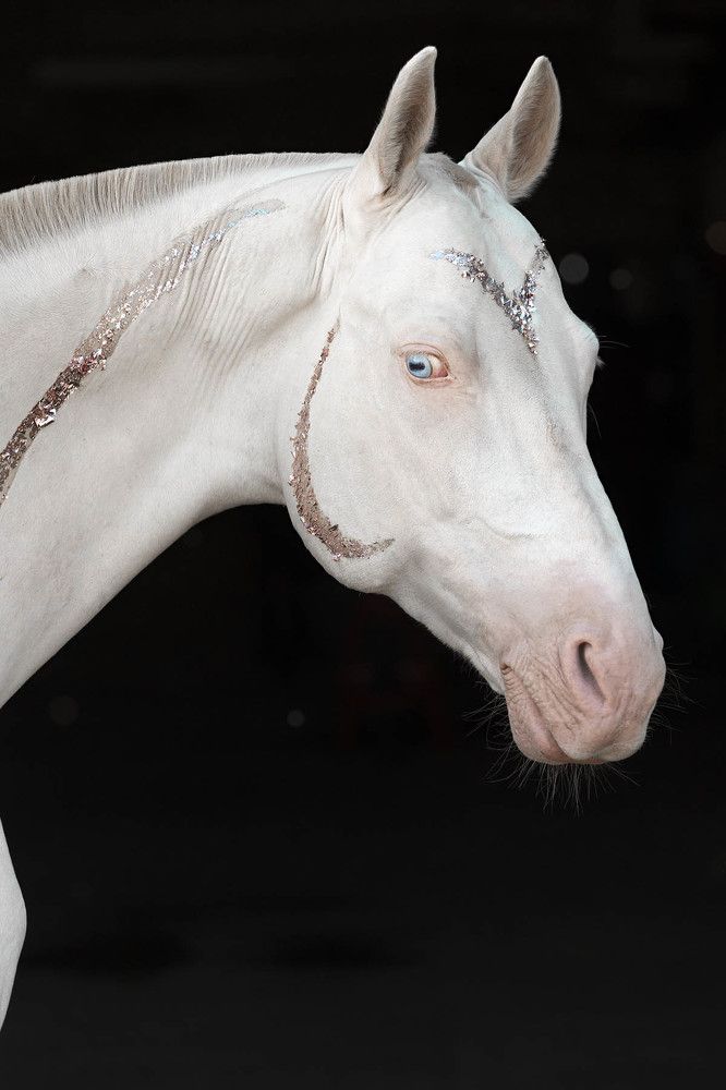 Ахалтекинец Атахан изабелловой масти