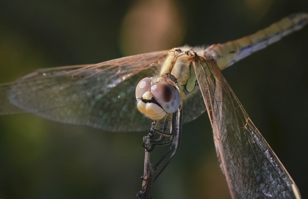 Photograph by Алена Полетаева