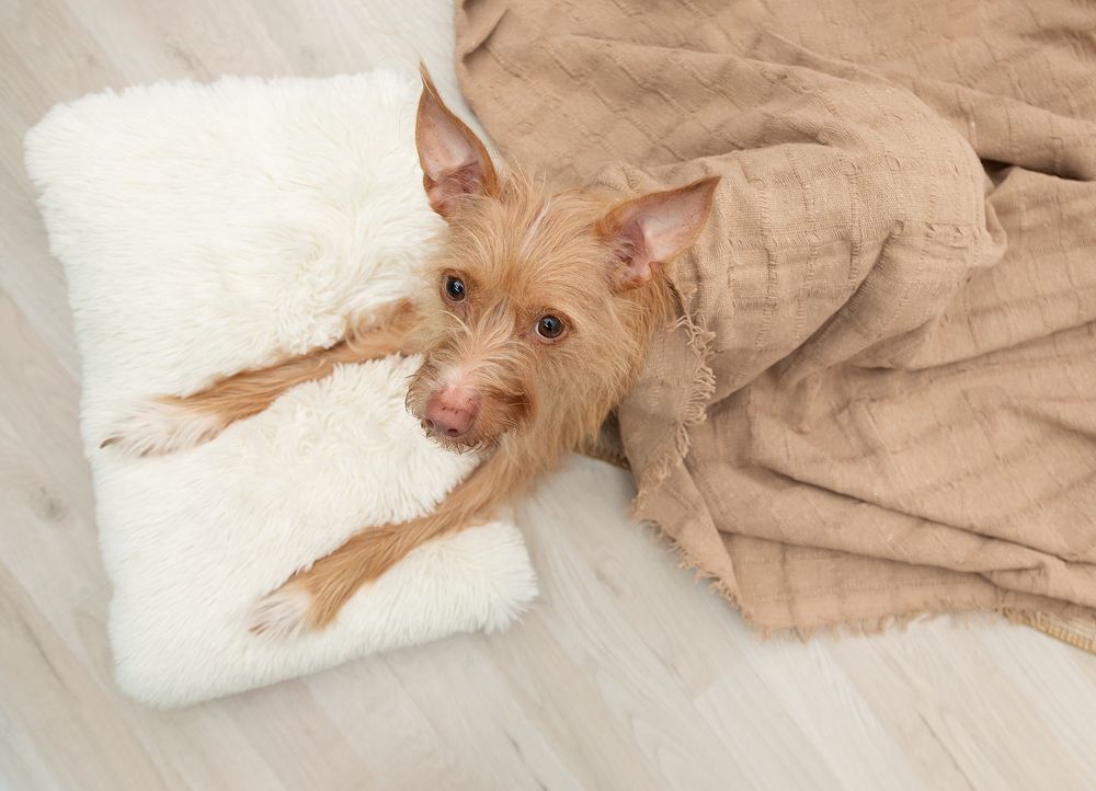 Фотография автора Alicia Mate