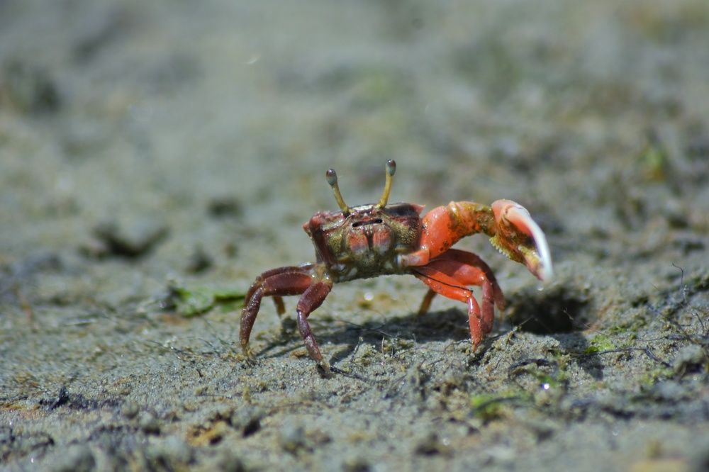 Photograph by Al Mamun Nil