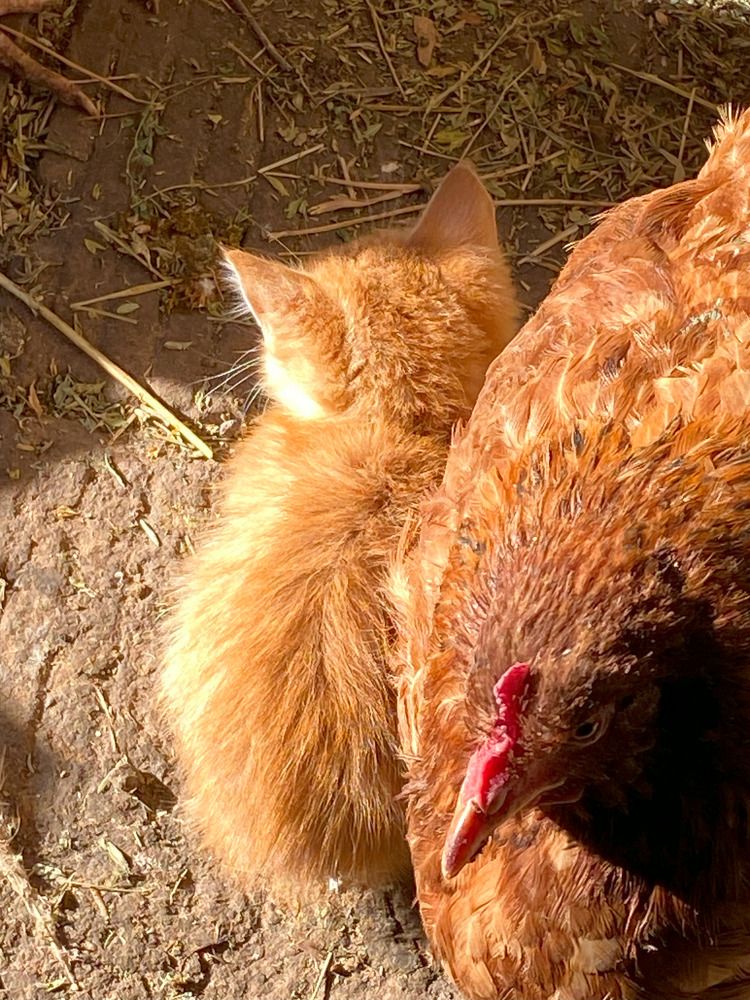 Фотография автора Рустем Шамсутдинов