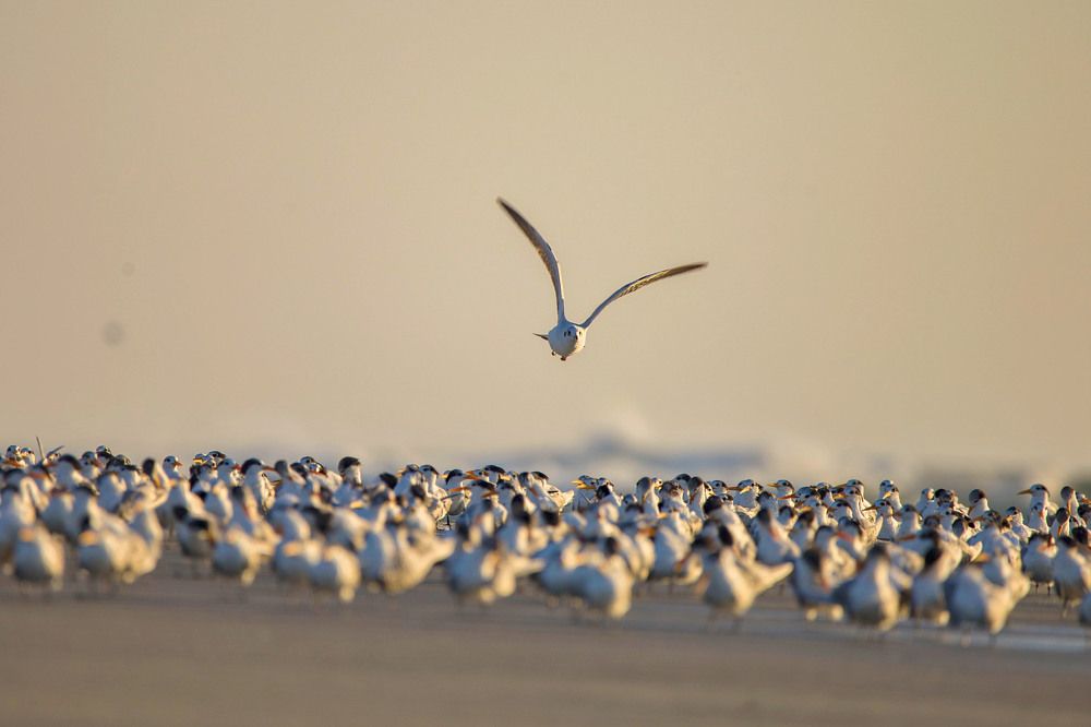 Sea Gulls in Mannar