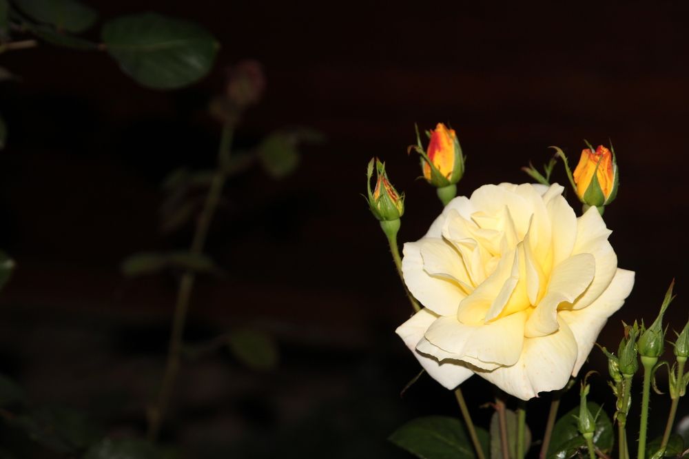 Photograph by Светлана Паренкова