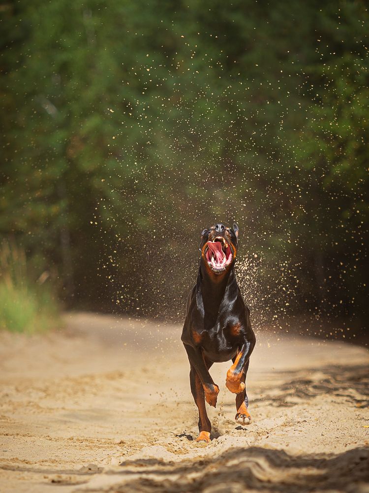 Чупакабра на свободе