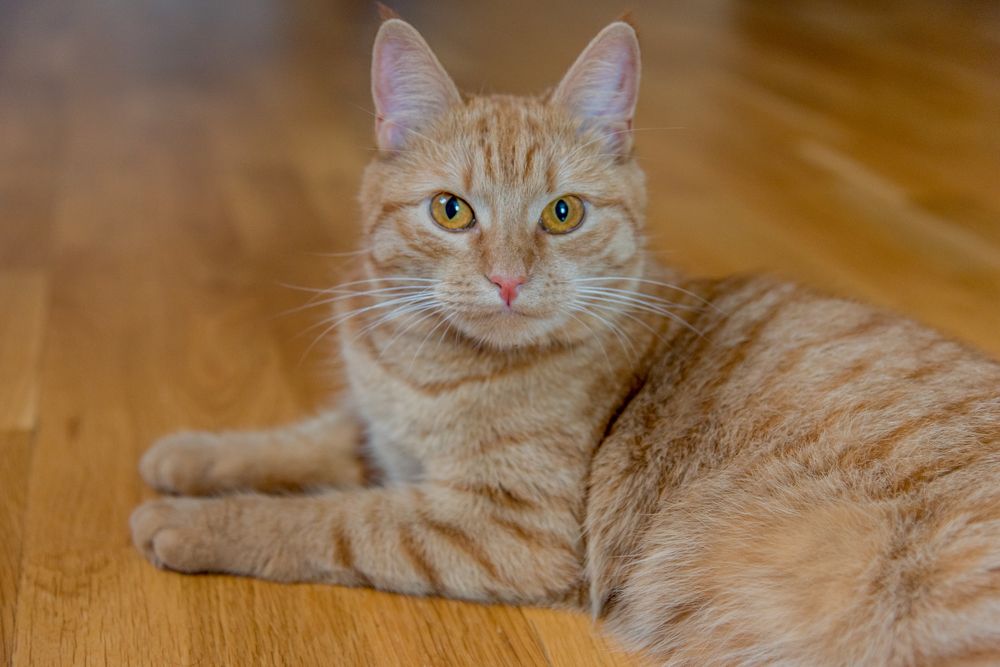 Рыжая подружка