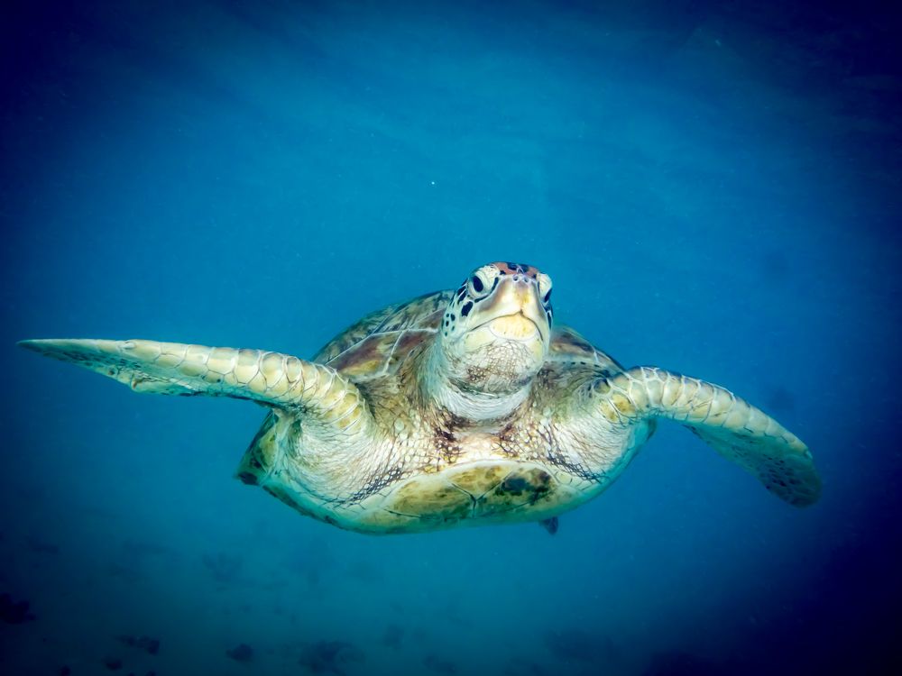 Photograph by Alexander Plakida