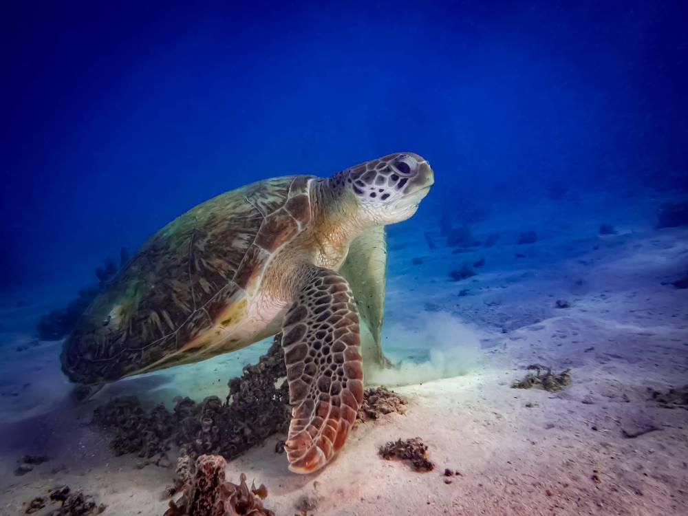 Photograph by Alexander Plakida