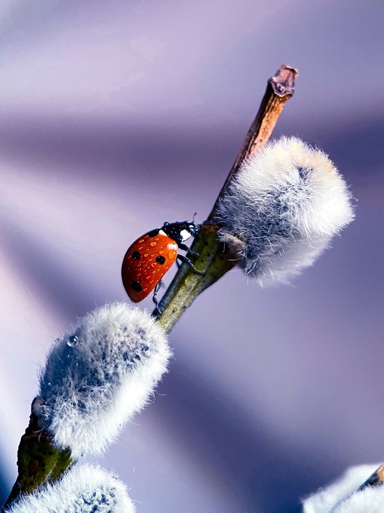 Photograph by Мария Чернецова