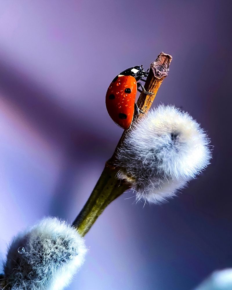 Photograph by Мария Чернецова