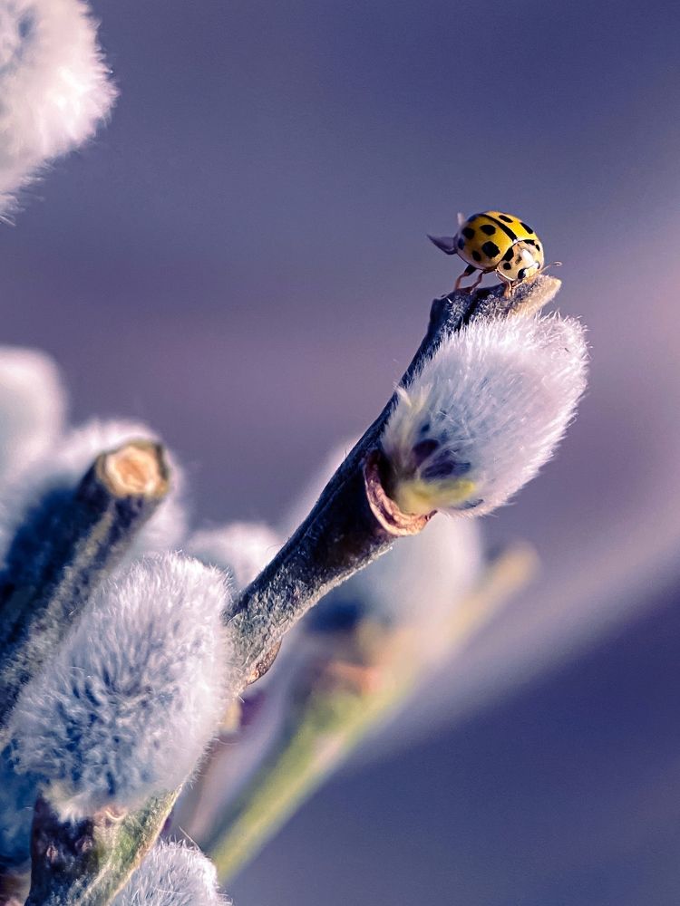 Photograph by Мария Чернецова