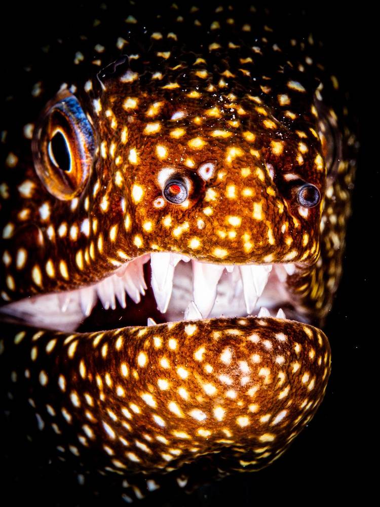 Photograph by Alexander Plakida