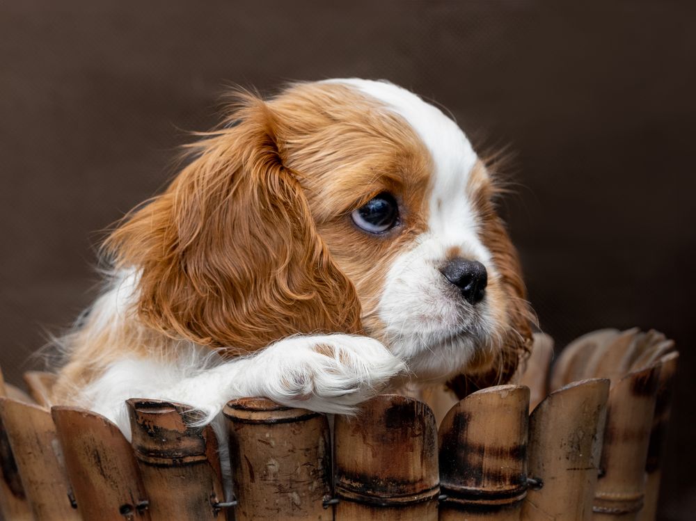 Photograph by Diana Karp