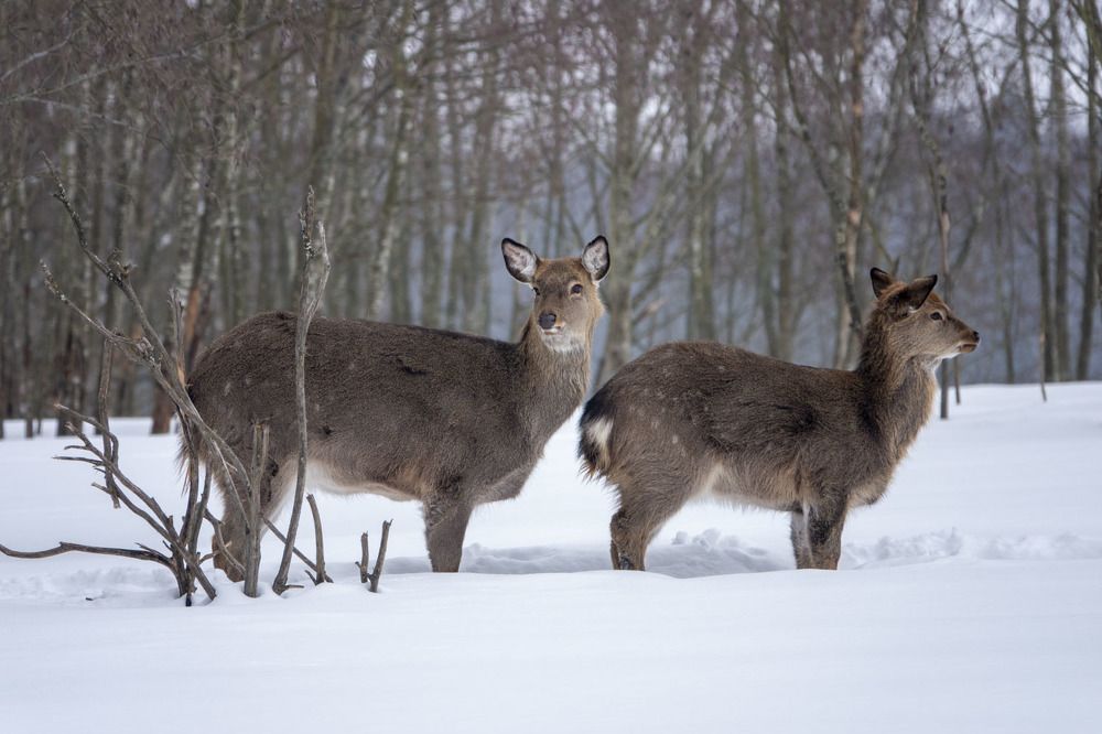 Photograph by Светлана Соболева