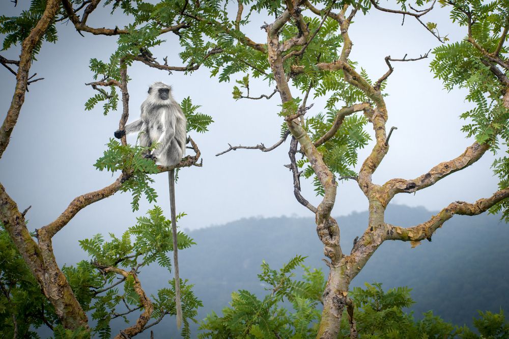 Photograph by Akshat Parashar