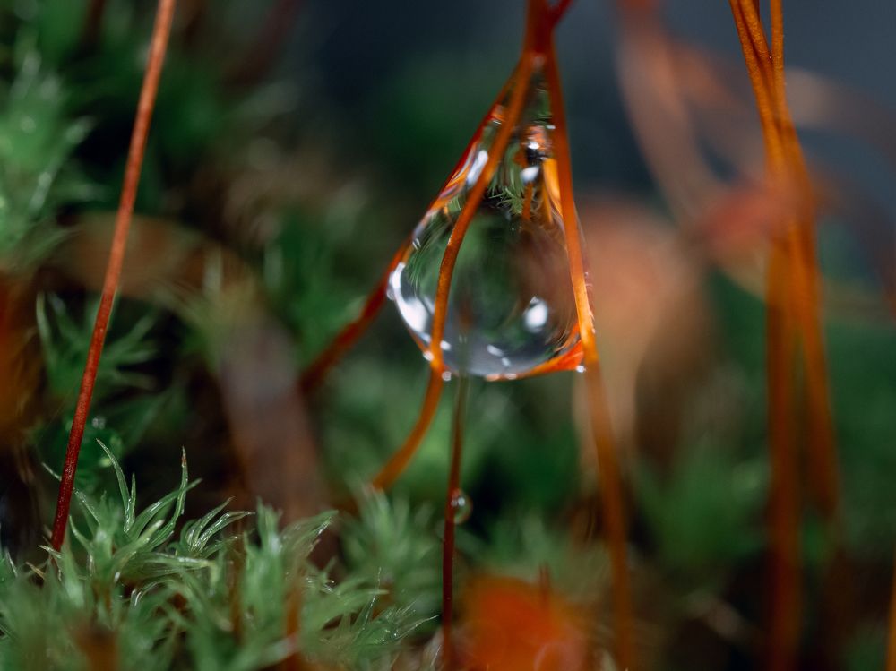 Photograph by Протченко Ирина