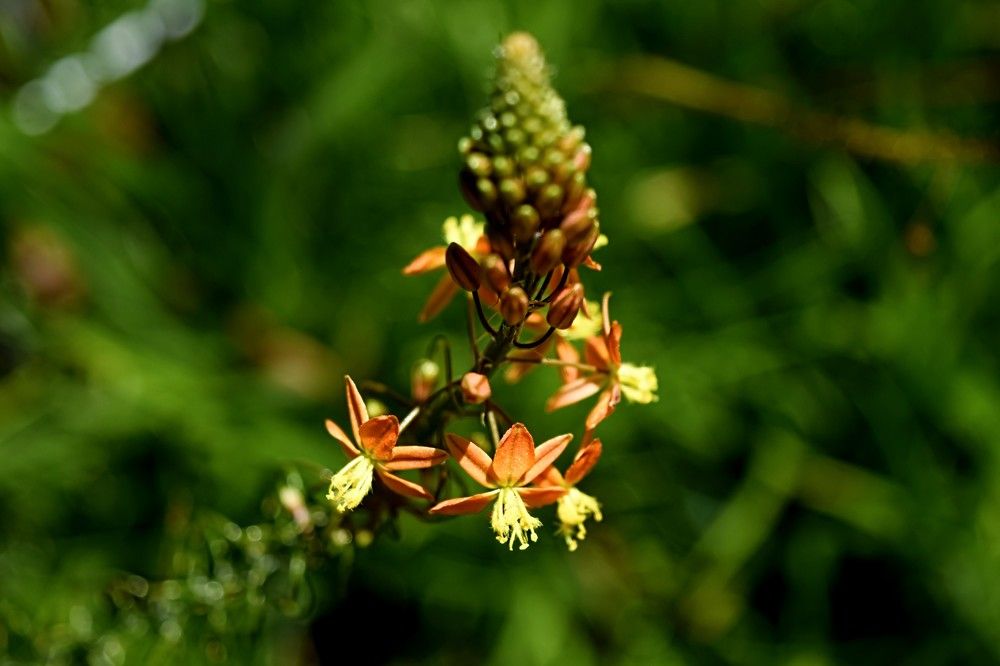Flor gaucha