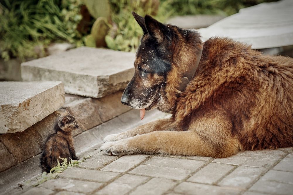 Котенок Гав