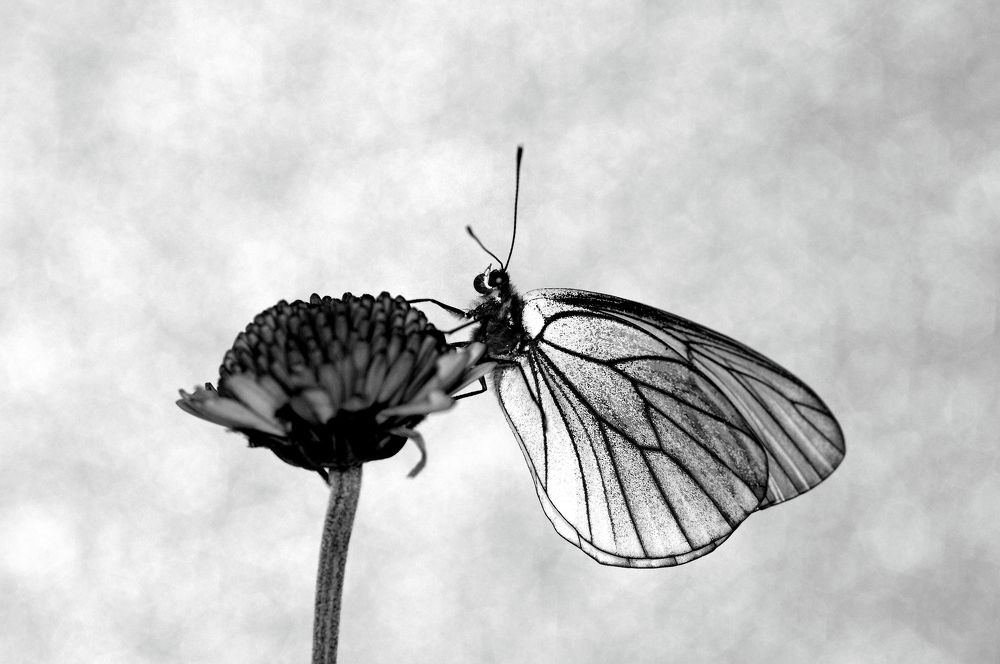 Бабочка Боярышница