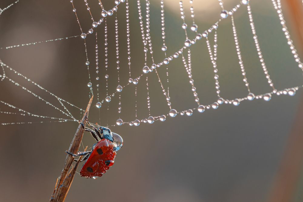 Фотография автора Зайцев Роман