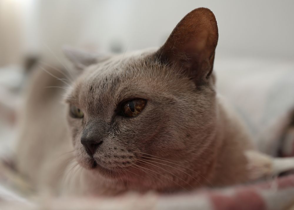 Субботствование