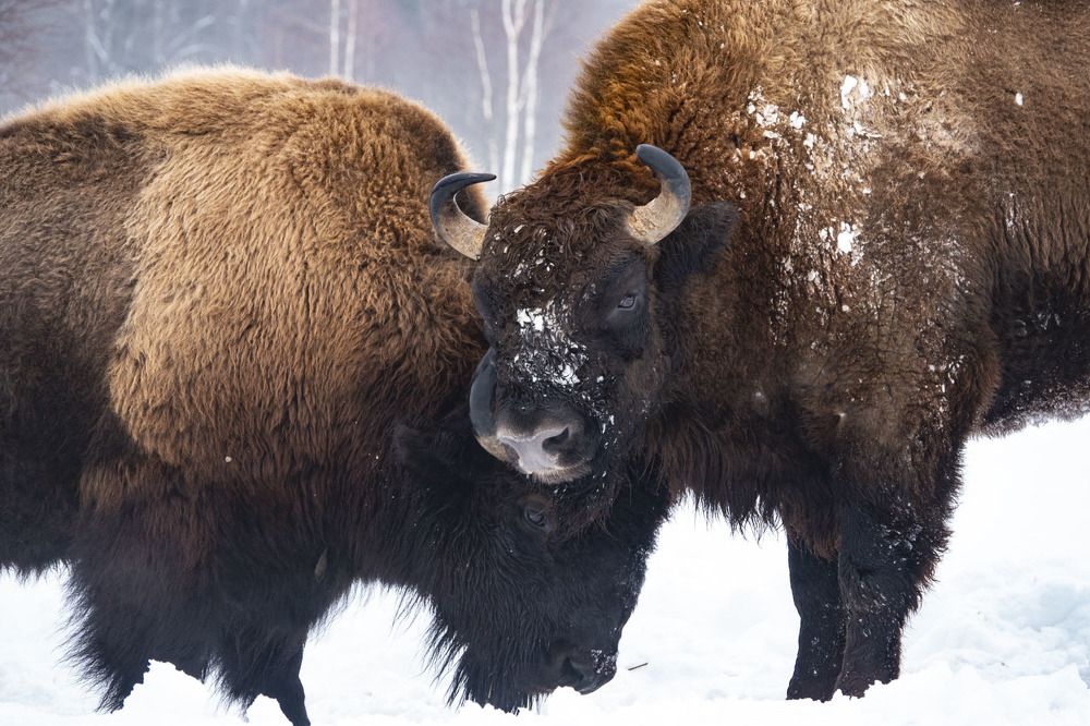 Photograph by Светлана Соболева