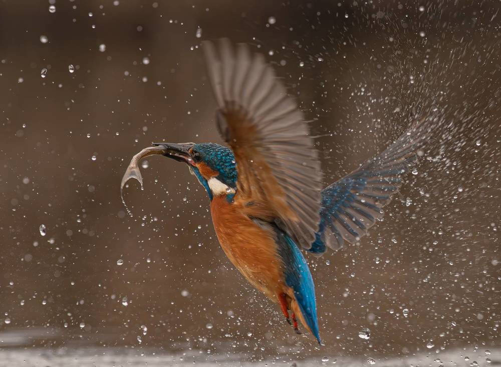 Beautiful Kingfisher