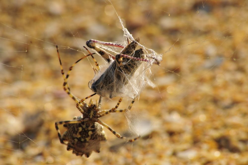 тайная жизнь разнотравья