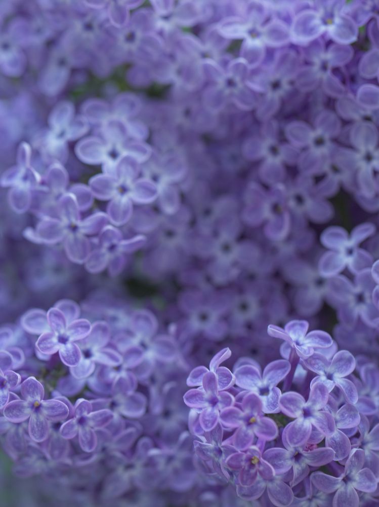 Photograph by Рина Серёгина