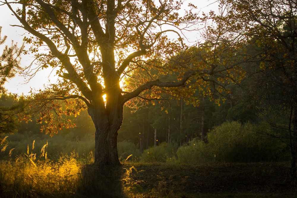 Photograph by Дмитрий Черепков