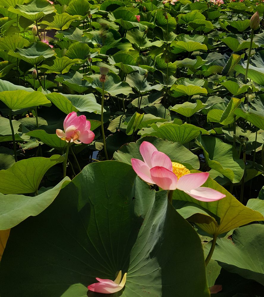 Photograph by Nataliya Kalinina