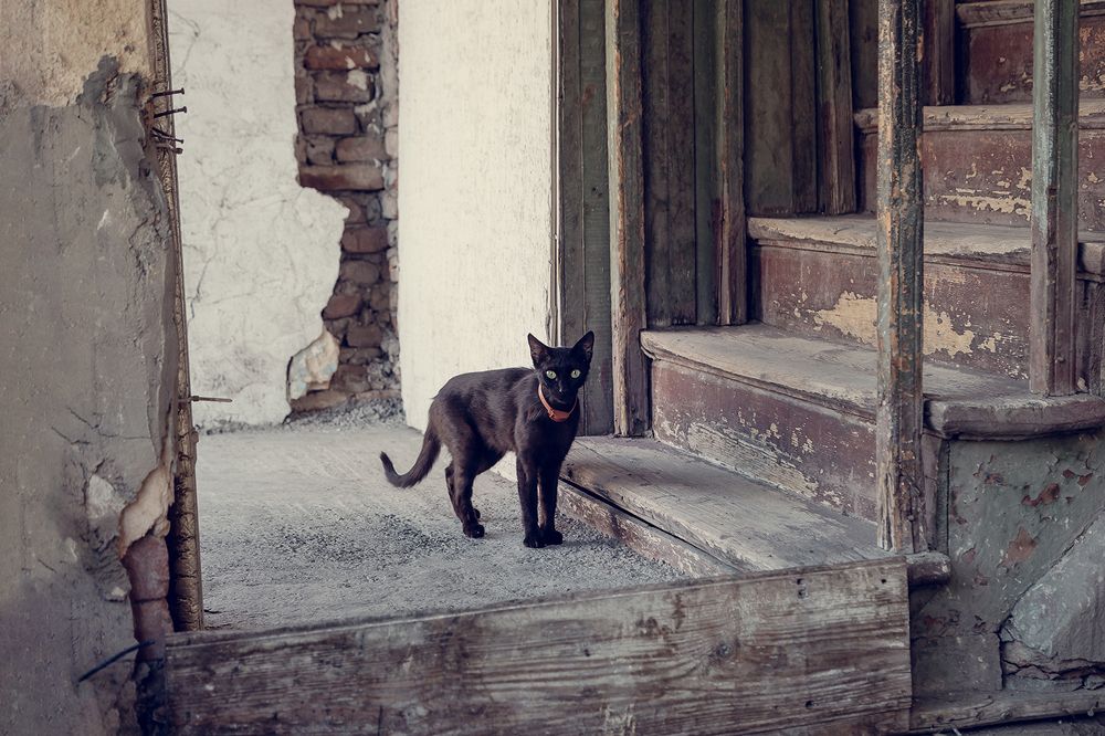 Cute house tenant in Tbilisi