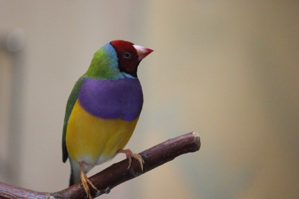 Амадина Гульда