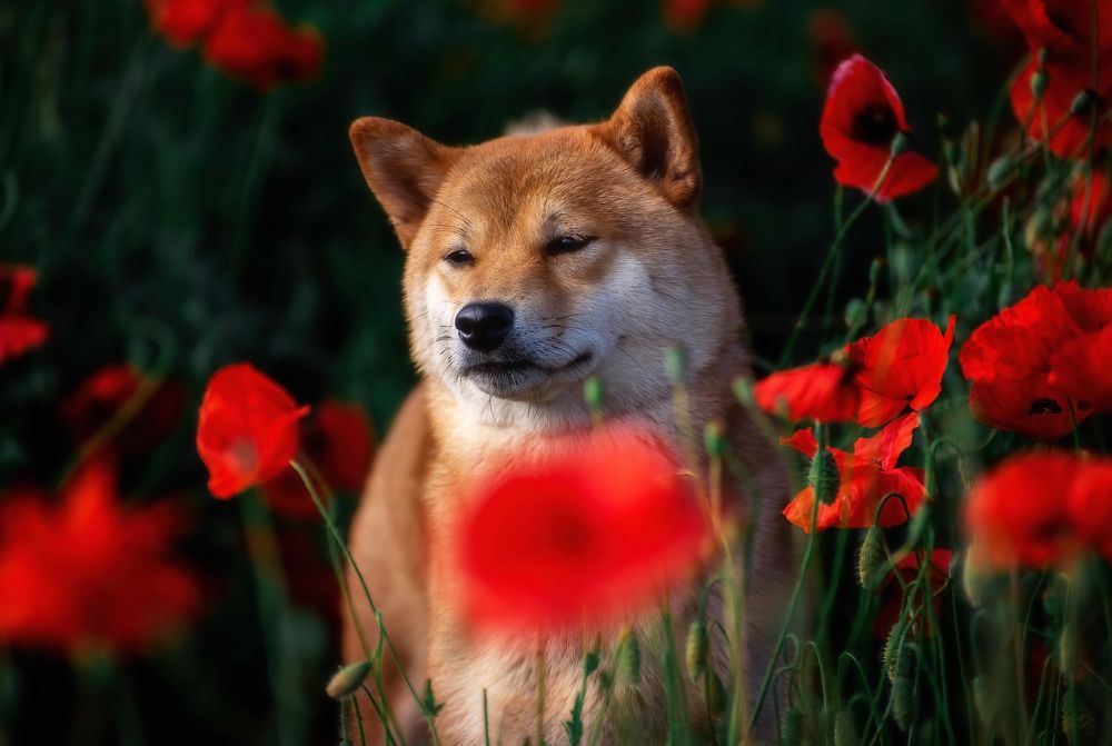 Фотография автора Ольга Фомичева