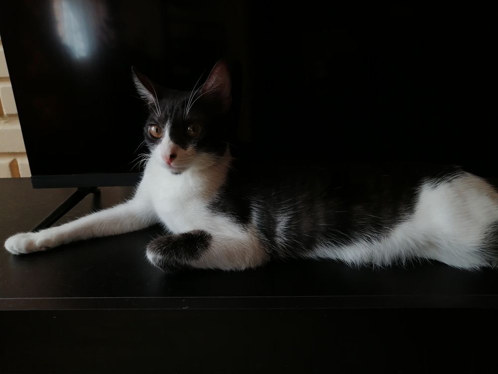Photo #10442739