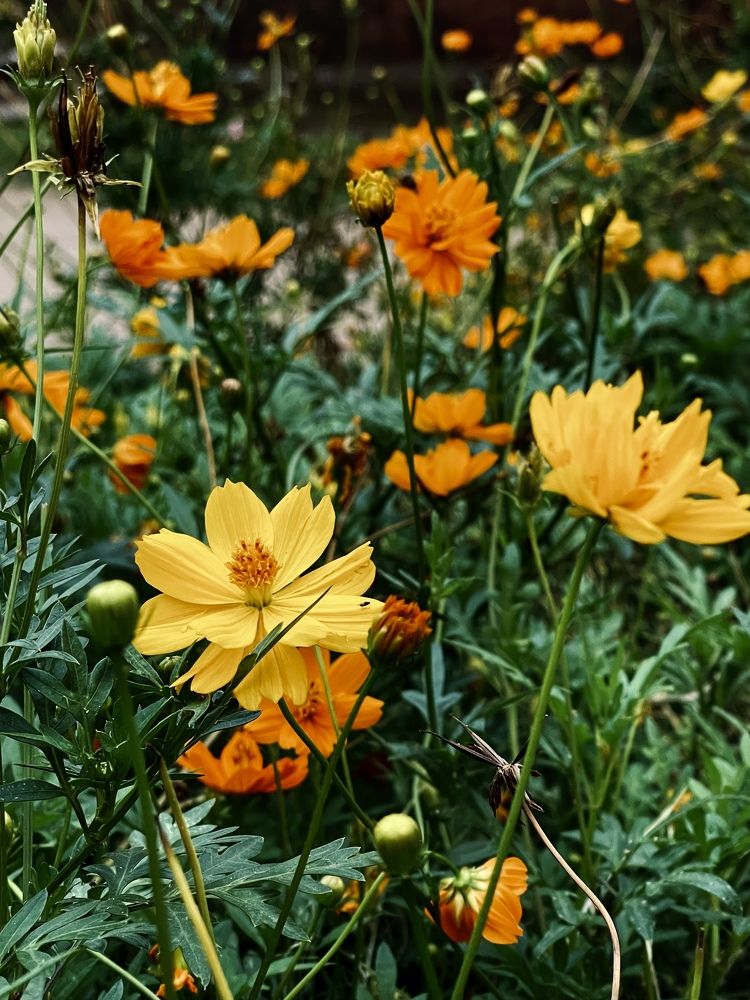 Photograph by Farzana Akter Jyoti