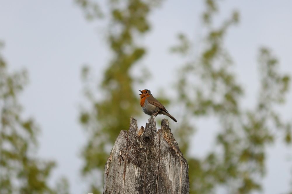 Photograph by Olga Bokareva