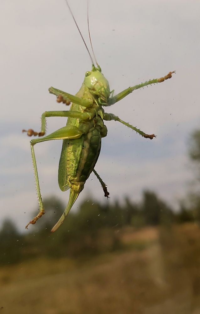 Фотография автора lebedev_project