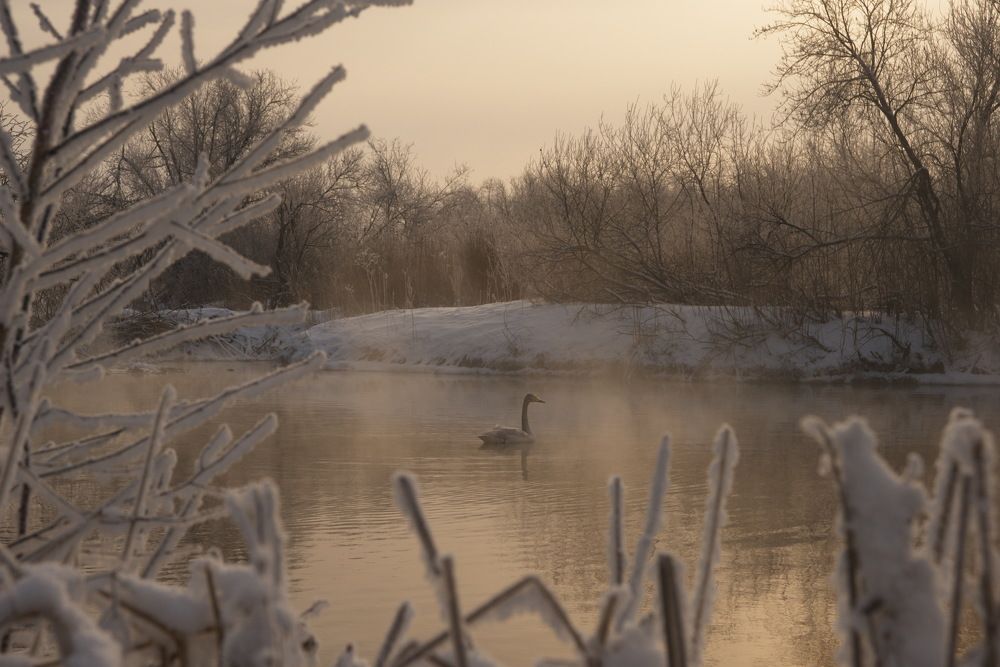 Одинокое утро