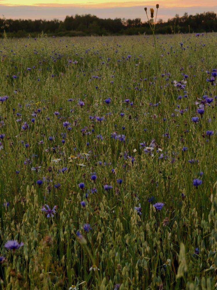 Photograph by Полина Мальцева