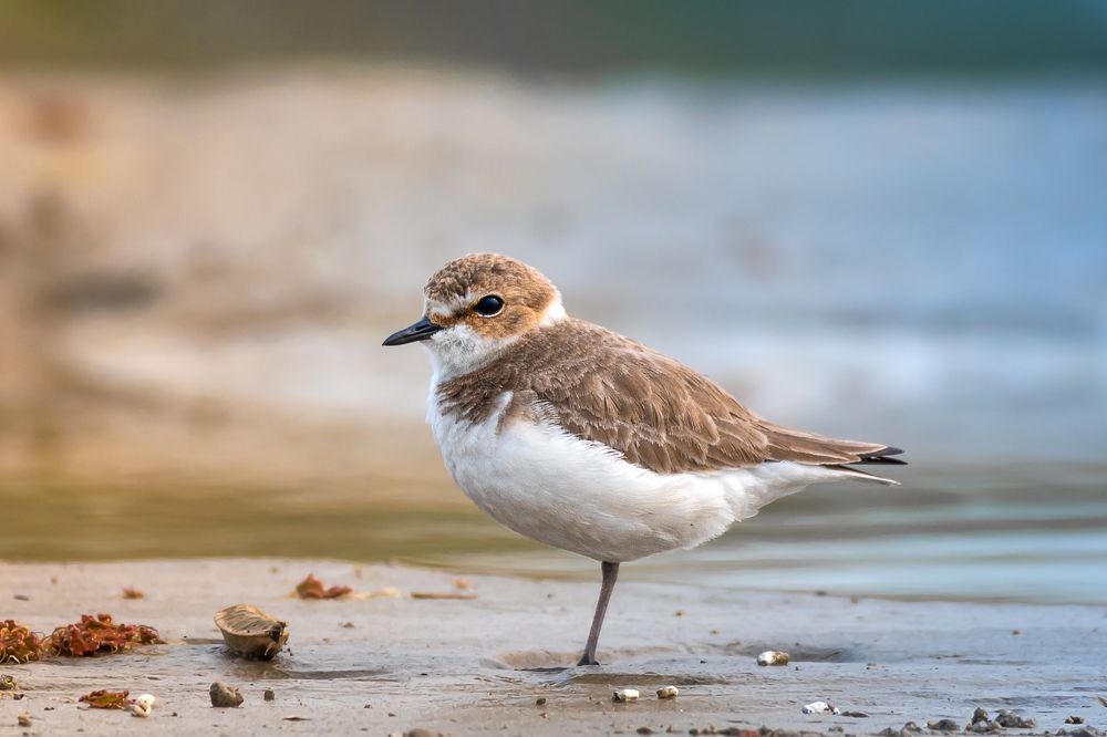 Photograph by Siddhartha Roy Choudhury