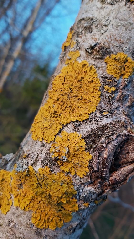 Фотография автора lebedev_project