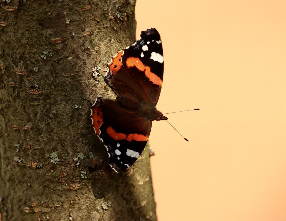 Photograph by Olga Bokareva