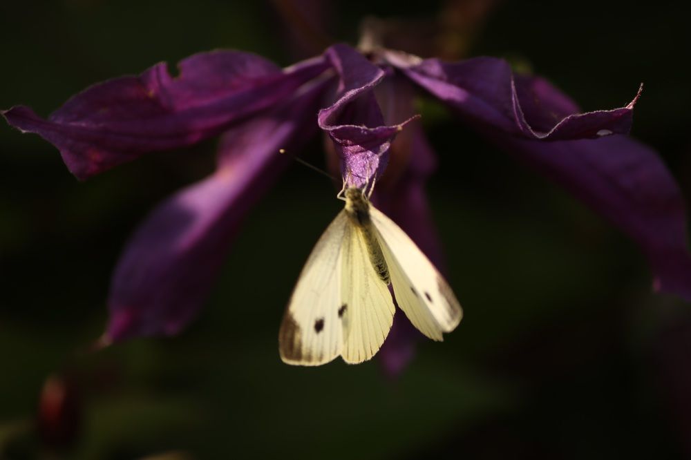 Photograph by Olga Bokareva