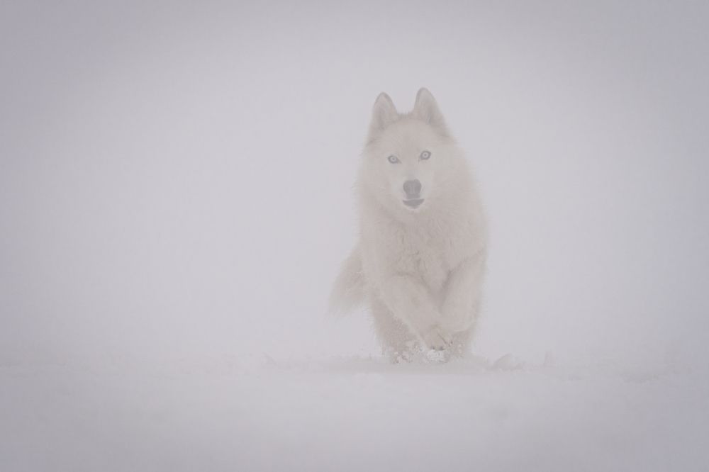 Фотография автора Krisztián Csalami